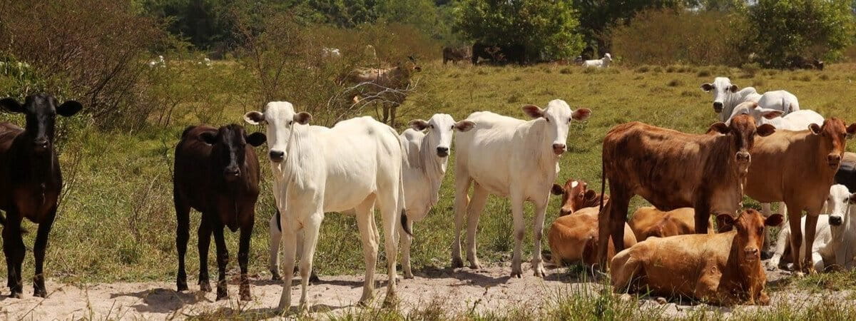 Brazil cattle traceability program to limit deforestation in Par&aacute; state