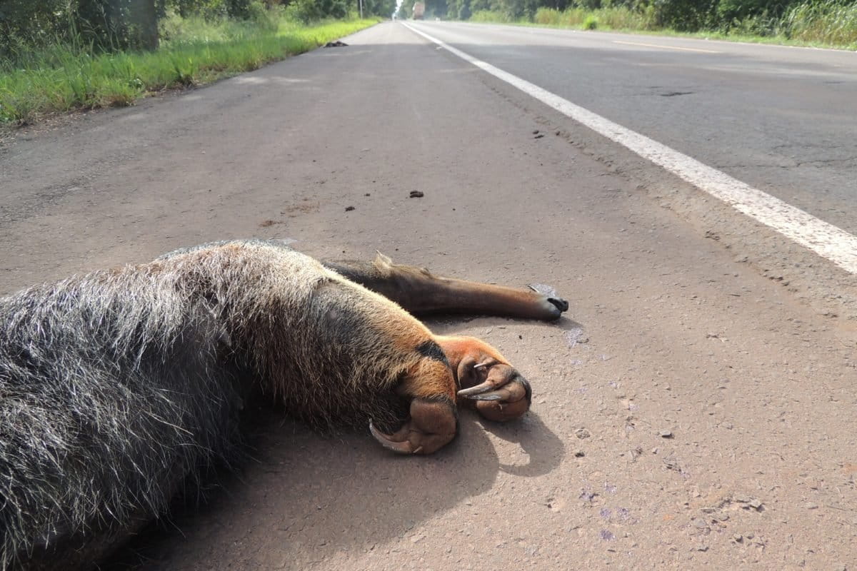 Brazil&rsquo;s Mato Grosso do Sul mobilizes to reduce wildlife massacre on its roads