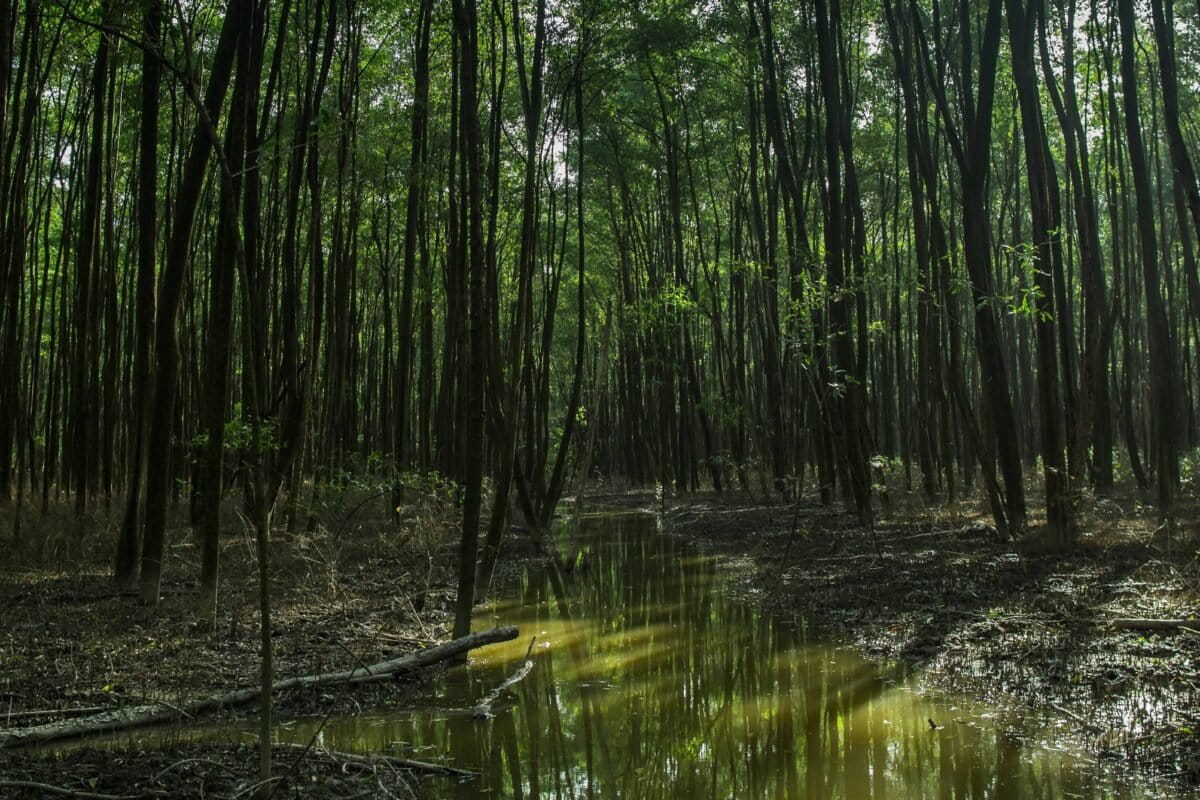 Brazil boosts protection of Amazon mangroves with new reserves in Par&aacute; state